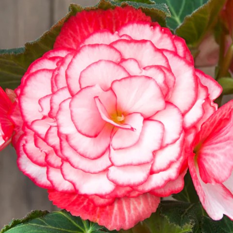Begonia Bouton De Rose (Begonia Semperflorens-Cultorum) 3x Spring Planting Flower Bulbs