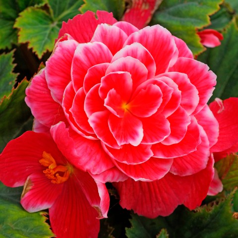 Begonia Camelia Flora (Begonia Semperflorens-Cultorum) 3x Spring Planting Flower Bulbs