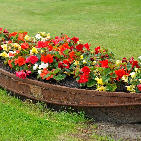 Begonia Double Mix (Begonia Semperflorens-Cultorum) 3x Spring Planting Flower Bulbs