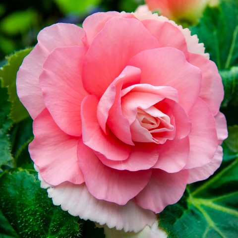 Begonia Double Pink (Begonia Semperflorens-Cultorum) 3x Spring Planting Flower Bulbs| Flower Bulbs for Planting Now UK | Plant Garden Outdoor | Jamieson Brothers