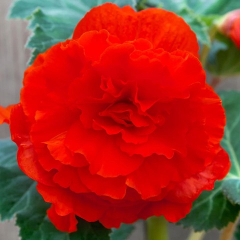 Begonia Double Red (Begonia Semperflorens-Cultorum) 3x Spring Planting Flower Bulbs