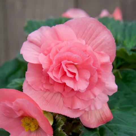 Begonia Non Stop Pink (Begonia Semperflorens-Cultorum) 3x Spring Planting Flower Bulbs