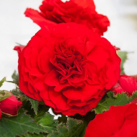 Begonia Non Stop Red (Begonia Semperflorens-Cultorum) 3x Spring Planting Flower Bulbs
