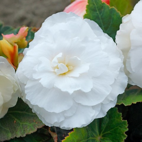 Begonia Non Stop White (Begonia Semperflorens-Cultorum) 3x Spring Planting Flower Bulbs