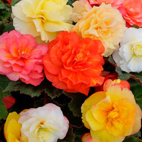 Begonia Pendula Mix (Begonia Semperflorens-Cultorum) 3x Spring Planting Flower Bulbs