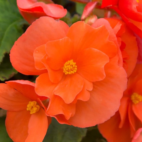 Begonia Pendula Orange (Begonia Semperflorens-Cultorum) 3x Spring Planting Flower Bulbs