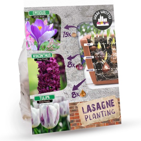 Black/White Lasagne Mix: Crocus Whale Shark, Hyacinthus Deep Purple, Tulip Deep Purple, 31 Bulbs Ready for Planting Now in UK Autumn Outdoor Gardens