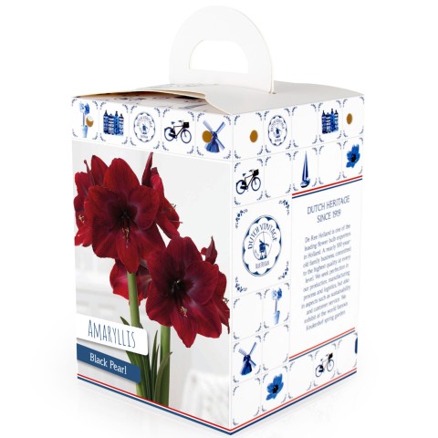Hippeastrum/Amaryllis Black Pearl 1 Bulb Ready for Planting Now in UK Autumn Indoor Use, Gardens & The Perfect Gift