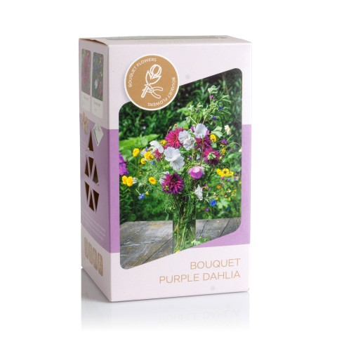 Bouquet Flowering - Purple Dahlia Box (Dahlia Pinnata) 2x Spring Planting Flower Bulbs| Flower Bulbs for Planting Now UK | Plant Garden Outdoor