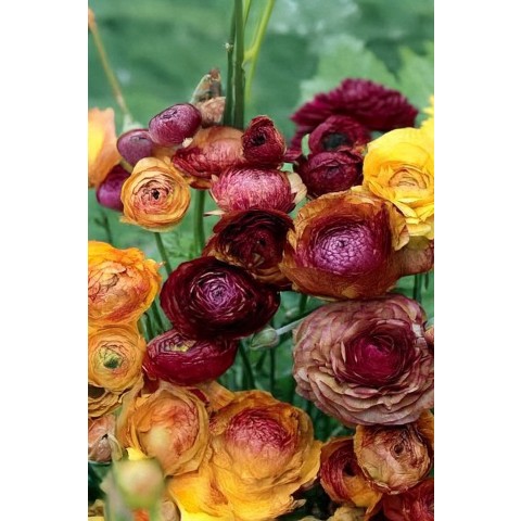 Ranunculus Bronzy Mix 15 Bulbs Ready for Planting Now in UK Autumn Outdoor Gardens