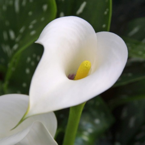 Calla Lily - Albomaculata (Zantedeschia Albomaculata) 2x Spring Planting Flower Bulbs