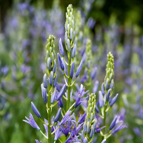 Camassia Quamash 20 Bulbs Ready for Planting Now in UK Autumn Outdoor Gardens