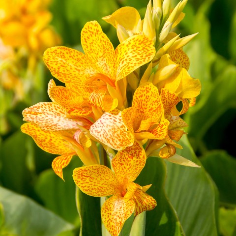Canna Picasso (Canna Indica) 2x Spring Planting Flower Bulbs