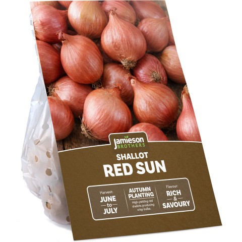 Red Sun Shallot 250g Autumn Planting Shallot Sets