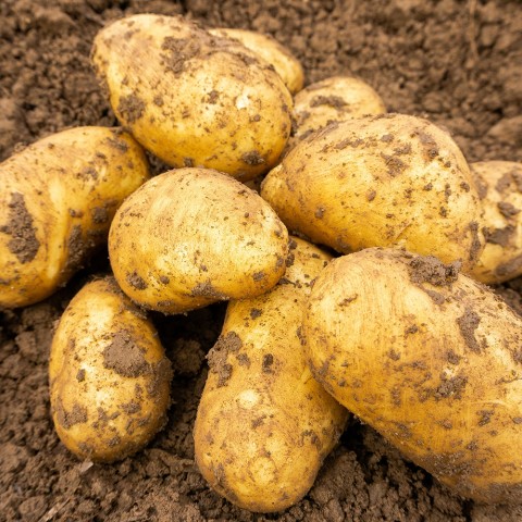 Charlotte 2kg Summer Planting Seed Potatoes (Approx. 22 tubers) By Jamieson Brothers
