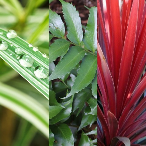 Contemporary Mixed Live Plant Collection for Outdoor Garden & Patio - Holly Fern, Carex, Cordyline - 10.5-13cm