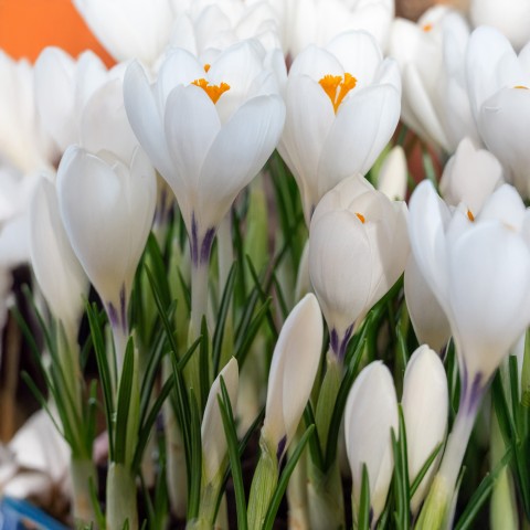Crocus Ice Queen 10 Bulbs Ready for Planting Now in UK Autumn Outdoor Gardens