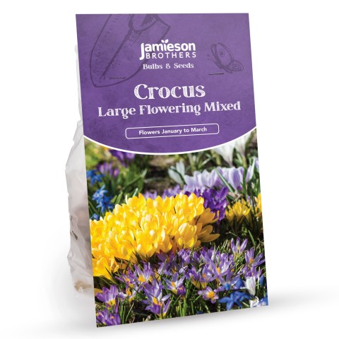 Crocus Bulbs - Large Flowering Mixed by Jamieson Brothers® 