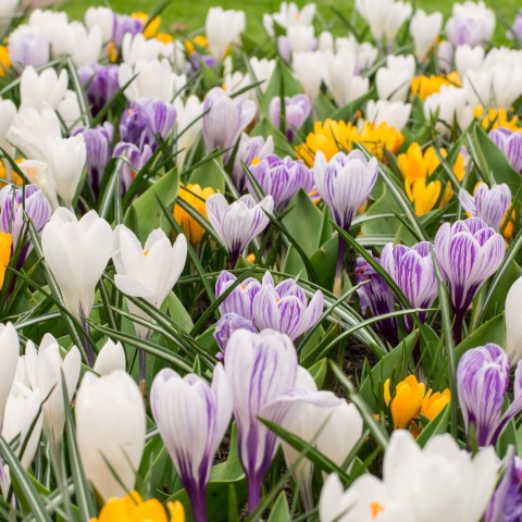 Crocus Large Flowering Mix 20 Bulbs Ready for Planting Now in UK Autumn Outdoor Gardens