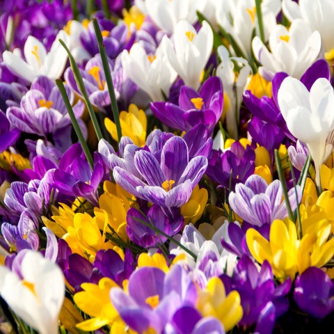 Crocus Vernus Mix 15 Flower Bulbs Ready for Planting Now in UK Autumn Outdoor Gardens