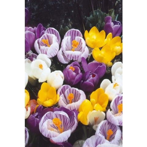 Crocus Large flowering Mix 20 Bulbs Ready for Planting Now in UK Autumn Outdoor Gardens