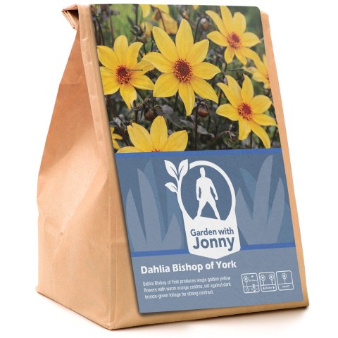 Dahlia Bishop of York