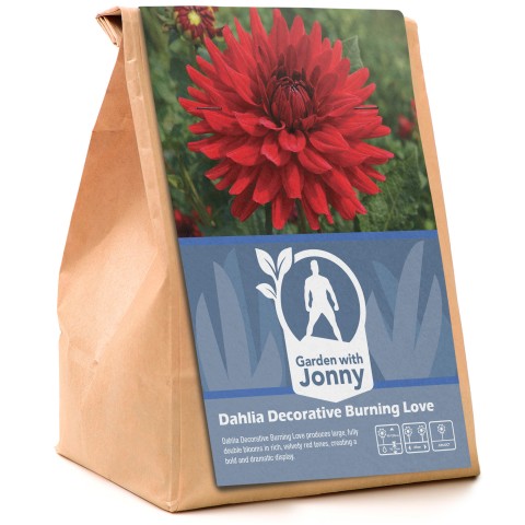 Dahlia Decorative Burning Love (1 Bulb)