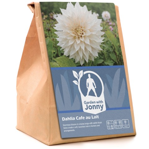 Dahlia Café au Lait 