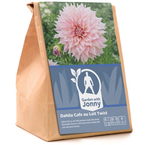 Dahlia Café au Lait Twist (1 Bulb)