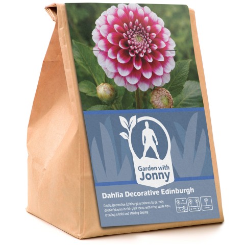 Dahlia Decorative Edinburgh (1 Bulb)