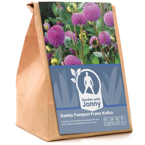 Dahlia Pompon Franz Kafka (1 Bulb)