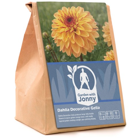 Dahlia Decorative Gelia (1 Bulb)