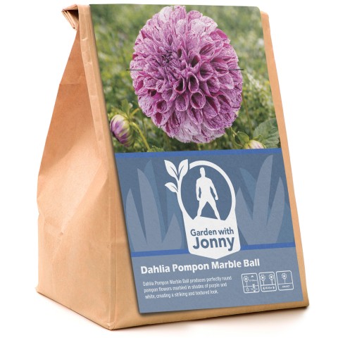 Dahlia Pompon Marble Ball (1 Bulb)