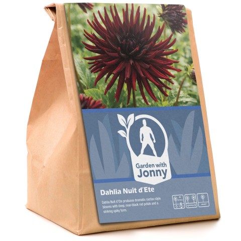 Dahlia Nuit D'Été (1 Bulb)