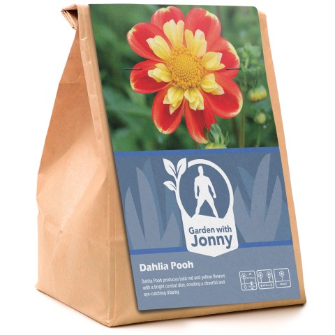 Dahlia Pooh (1 Bulb)