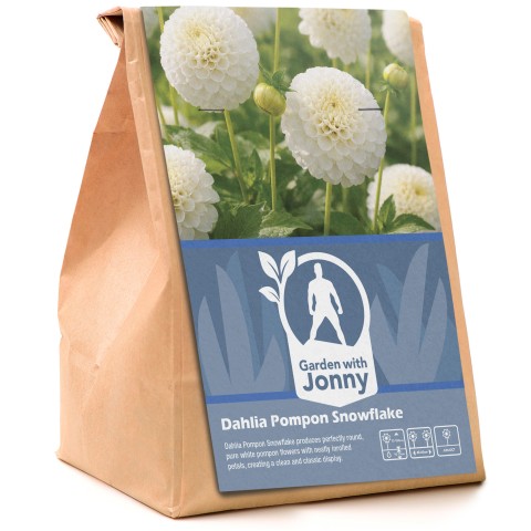 Dahlia Pompon Snowflake (1 Bulb)