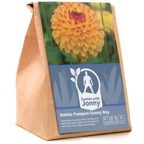 Dahlia Pompon Sunny Boy (1 Bulb)