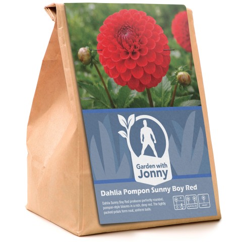 Dahlia Pompon Sunny Boy Red (1 Bulb)
