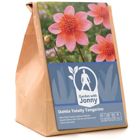 Dahlia Totally Tangerine