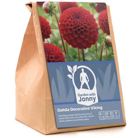 Dahlia Pompon Viking (1 Bulb)