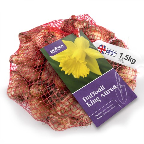 Jamieson Brothers King Alfred Daffodil 1.5 kg net