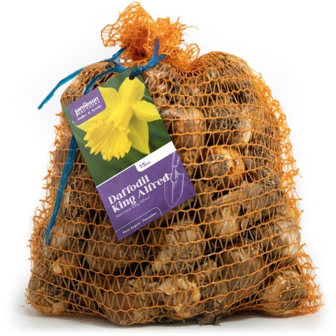 King Alfred Daffodil Bulbs 15Kg (Approx. 300 Bulbs) by Jamieson Brothers