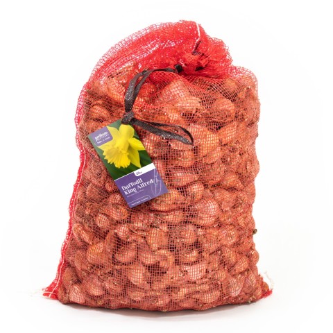 King Alfred 20kg Daffodil Bulbs (Approx. 375-400 Bulbs) by Jamieson Brothers