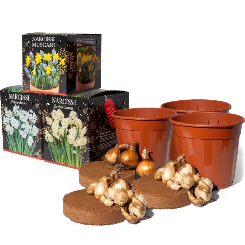Narcissus Gift Boxes (16 bulbs, 3 pots, compost) 3-Pack: Tete a Tete & Muscari (10), Bridal Crown (3), Paperwhite (3) for planting Indoors in Autumn & Winter by Jamieson Brothers