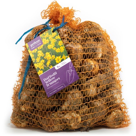 Yellow Trumpet Daffodil Bulbs by Jamieson Brothers® 