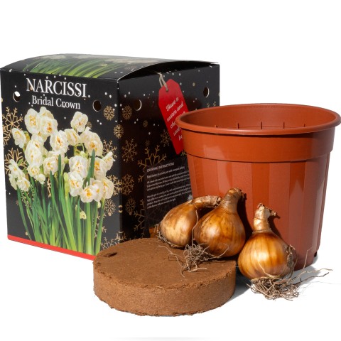 Narcissus Bridal Crown (3 bulb) - Gift Box by Jamieson Brothers