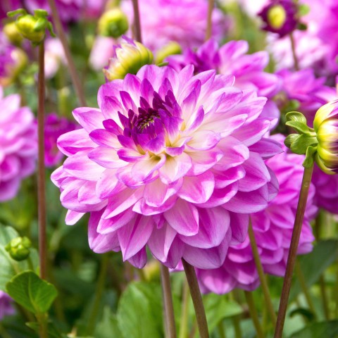 Dahlia Anne Marie (Dahlia Pinnata) 1x Spring Planting Flower Bulbs