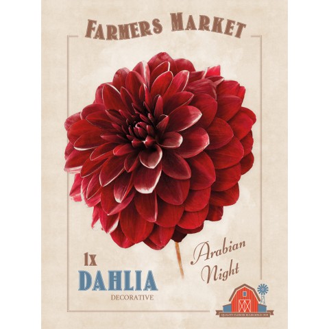 Dahlia Decorative Arabian Night (1 Bulb) by Jamieson Brothers