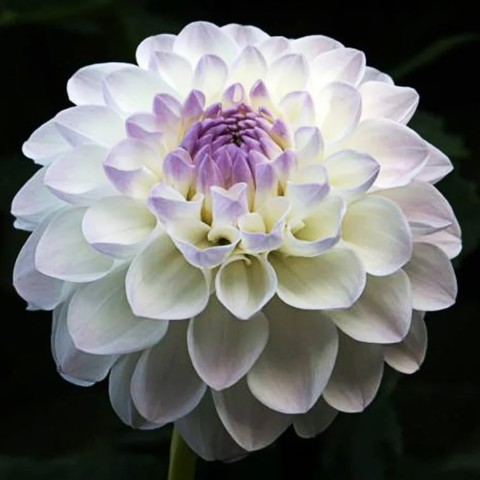 Dahlia Ball Eveline (Dahlia Pinnata) 1x Top Quality Spring Planting Flower Bulb