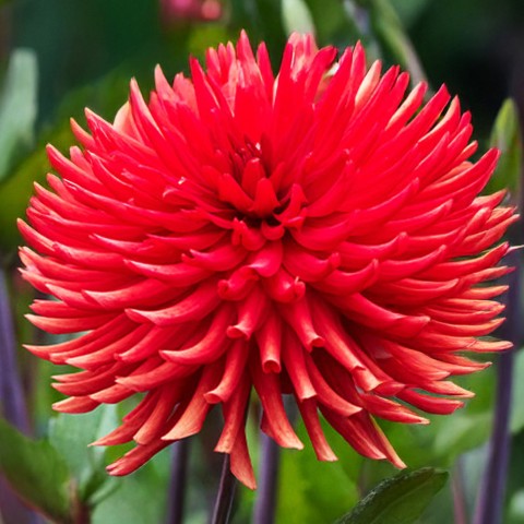 Dahlia Cactus Bergers Record (Dahlia Pinnata) 1x Top Quality Spring Planting Flower Bulb